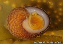 littorina_fabalis-maco-img_02