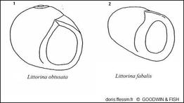 littorina_fabalis-rda-img_07
