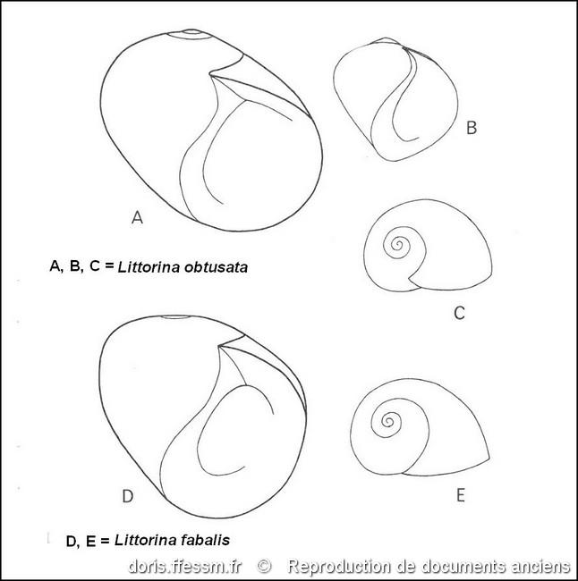 littorina_fabalis-rda-img_203