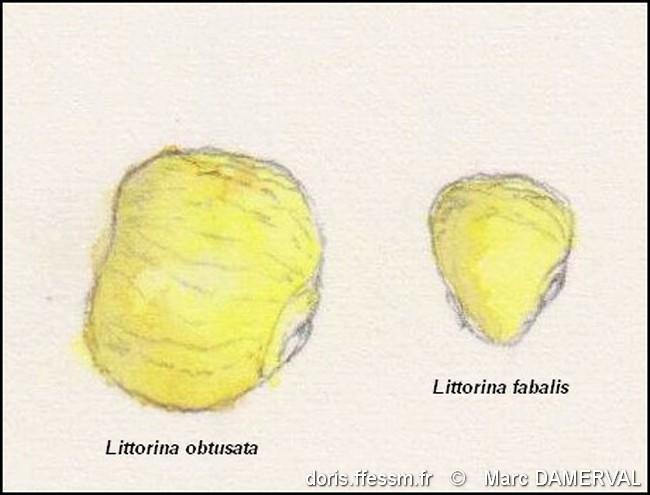 littorina_obtusata_fabalis-mada-img_02