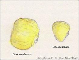 littorina_obtusata_fabalis-mada-img_02