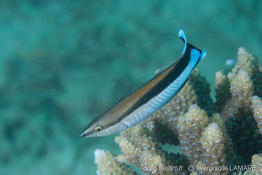 labroides_dimidiatus-vl1