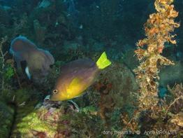 hypoplectrus_chlorurus_apr1