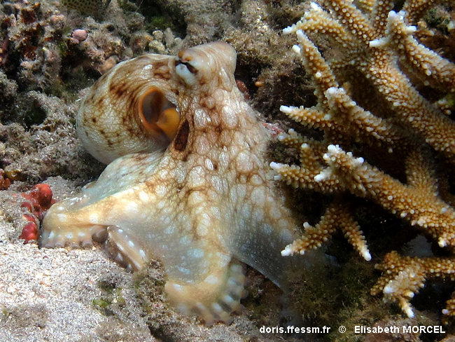 octopus_cyanea-elmo61