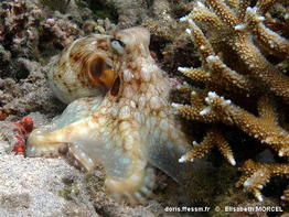 octopus_cyanea-elmo61