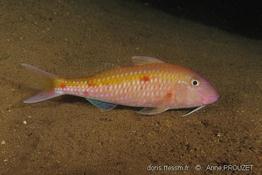 parupeneus_heptacanthus_ap1