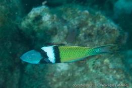 thalassoma_bifasciatum-vl3