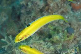 thalassoma_bifasciatum-vl4
