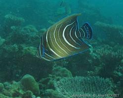 pomacanthus_semicirculatus-apr1