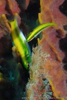 thalassoma_bifasciatum-vl5