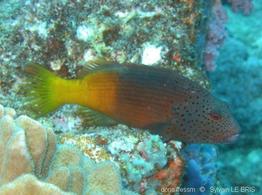 paracirrhites_forsteri-slb1