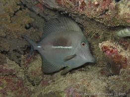zebrasoma_scopas-slb1