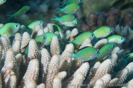 chromis_viridis_vl1