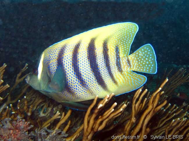 Poisson-ange à six bandes