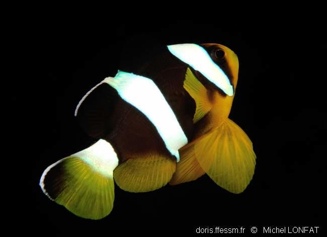 amphiprion_clarkii-ml1