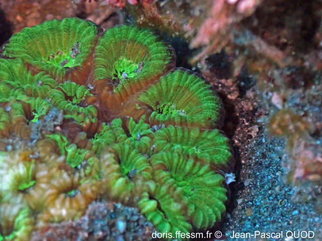 lobophyllia_hemprichii-jpq
