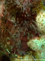 pherusella_tubulosa-fa75rc2
