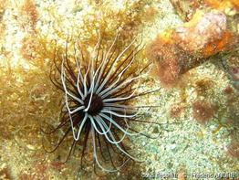 cerianthus_membranaceus-fa1c