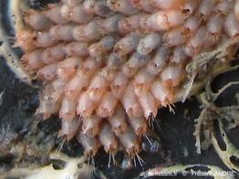 escharoides_mamillata-fa56b