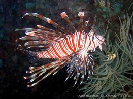 pterois_volitans-slb1