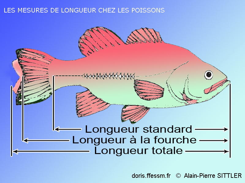 Longueur_poissons_Glossaire-apsi010
