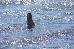 lontra_canadensis-gb01