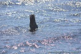 lontra_canadensis-gb01