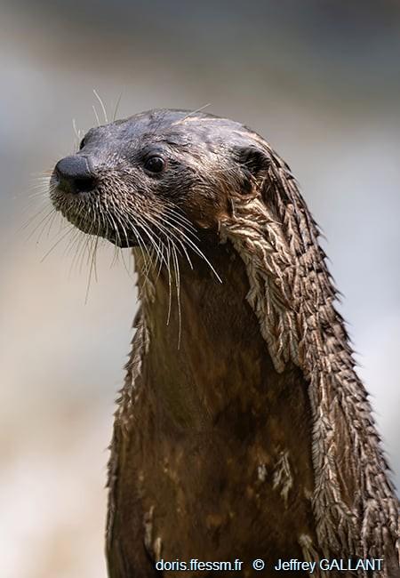 lontra_canadensis-jg002