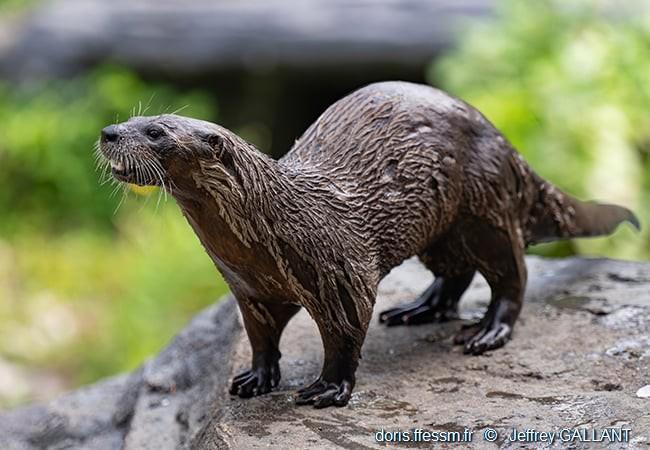 lontra_canadensis-jg01