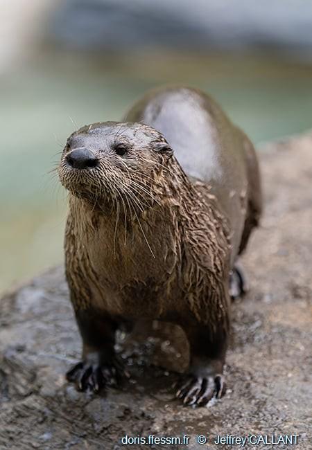 lontra_canadensis-jg03