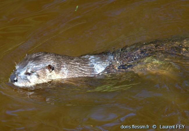 lontra_canadensis-lf01