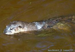 lontra_canadensis-lf01