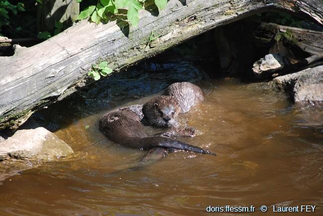 lontra_canadensis-lf02
