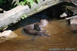 lontra_canadensis-lf02