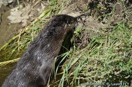 lontra_canadensis-lf03