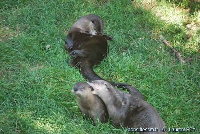 lontra_canadensis-lf05