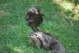 lontra_canadensis-lf05