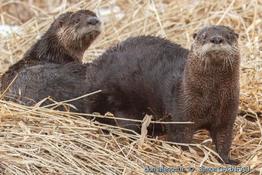 lontra_canadensis-sg01