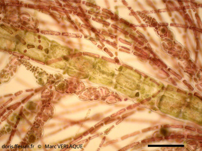 lophocladia_trichoclados-mv1