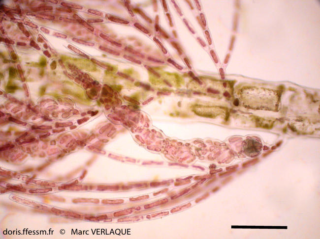 lophocladia_trichoclados-mv2