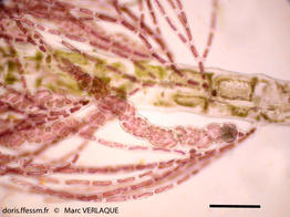 lophocladia_trichoclados-mv2