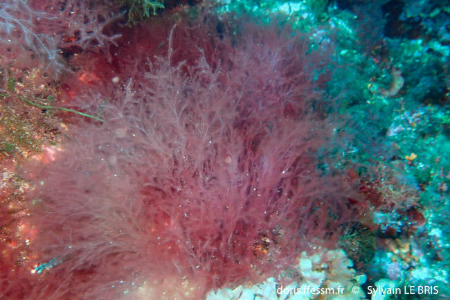 lophocladia_trichoclados-slb1