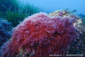 lophocladia_trichoclados-sr1