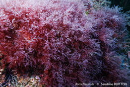 lophocladia_trichoclados-sr2