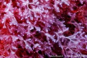 lophocladia_trichoclados-sr3