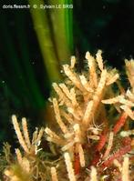 margaretta_cereoides-slb7