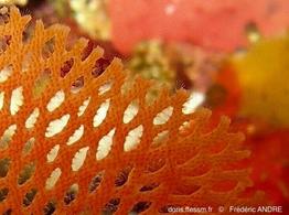 reteporella_mediterranea-fa2