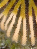 schizoretepora_solanderia-vl7363c