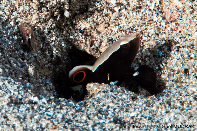 Lotilia_graciliosa-gmd1