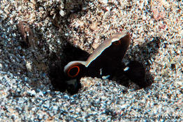 Lotilia_graciliosa-gmd1